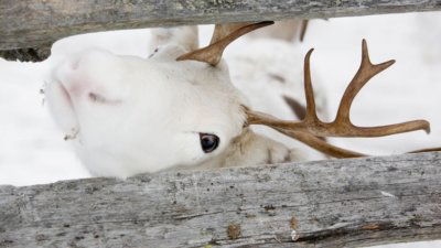 finland sami