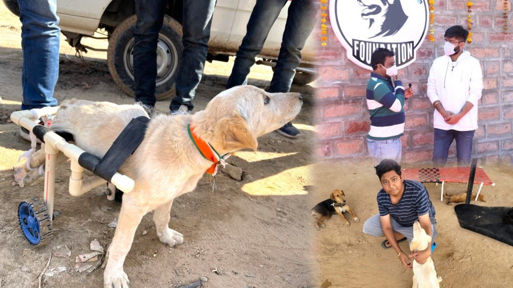 Dog Home Foundation
