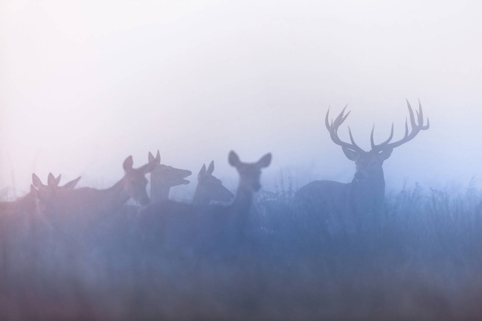 What Is The Hunter's Role in Wildlife Conservation